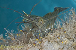 Common prawn. North Wales. D200, 60mm. by Derek Haslam 
